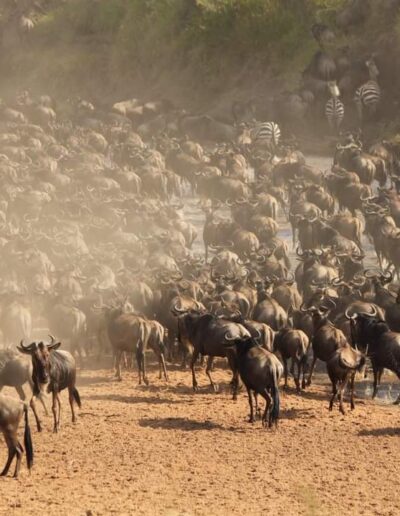 Safari en Kenia Ñus