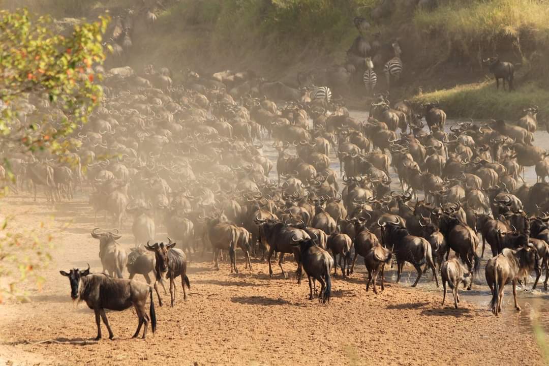 Safari en Kenia Ñus